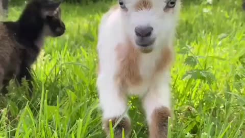 Animal voices funny maamaa