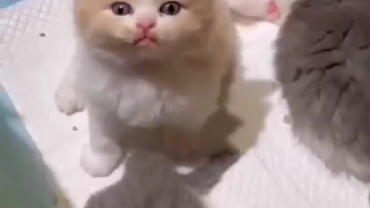 Cute kitten's meowuing