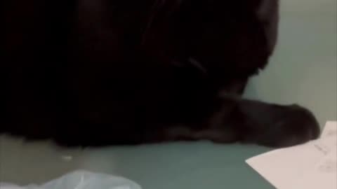 Adopting a Cat from a Shelter Vlog - Cute Precious Piper is a Picture of Cuteness #shorts