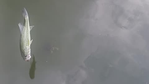 Largemouth bass