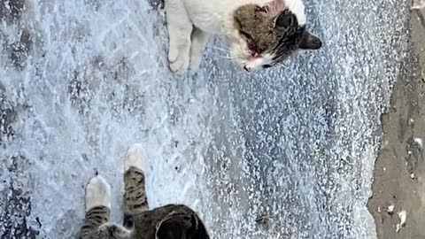 Brutal eight minute cat fight
