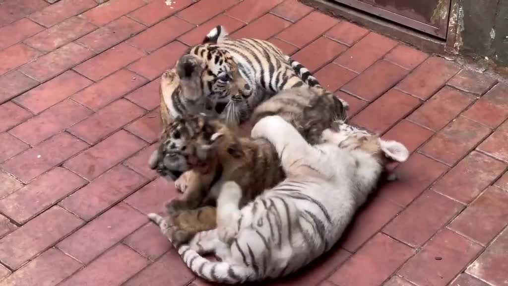 The tiger