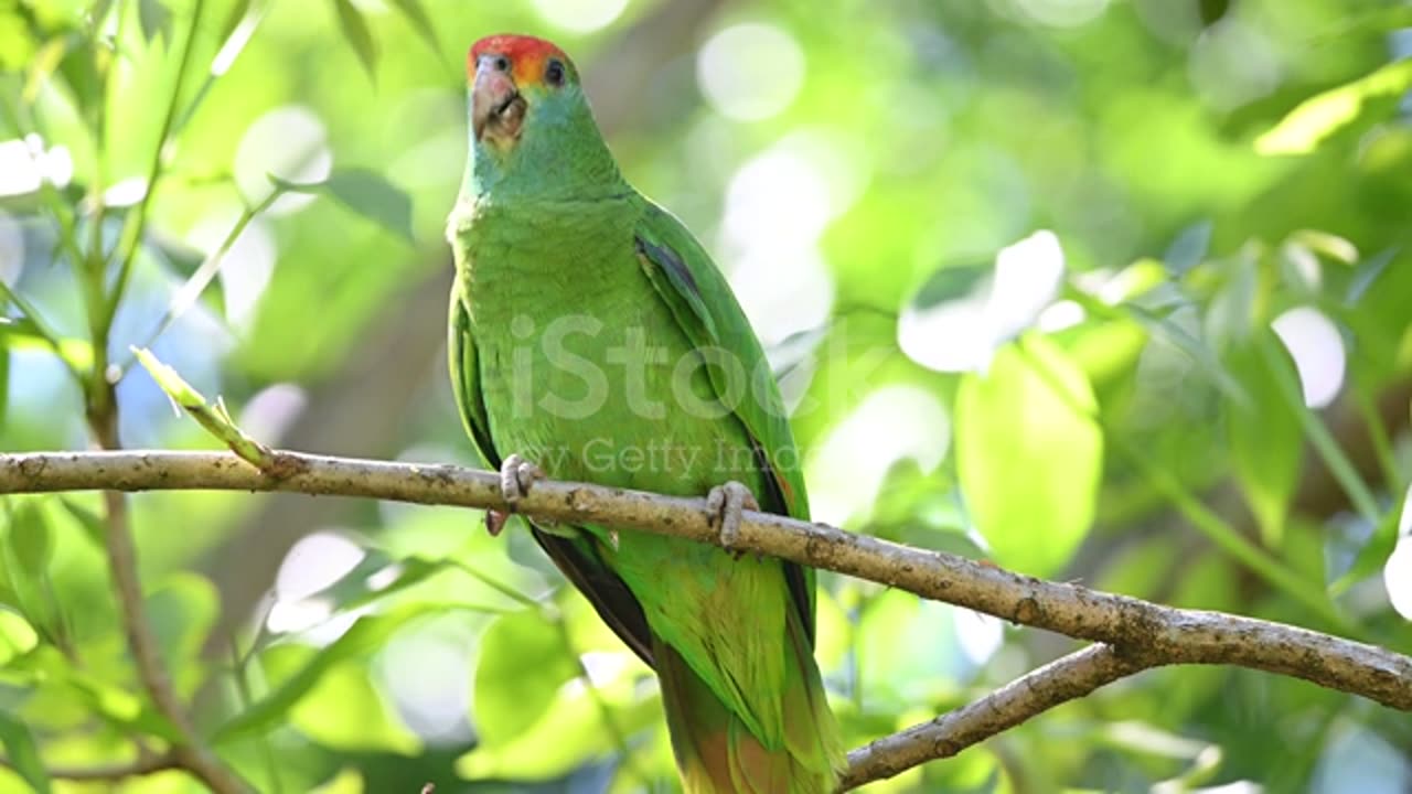 Animals life Best of Dolby vision 12k HDR