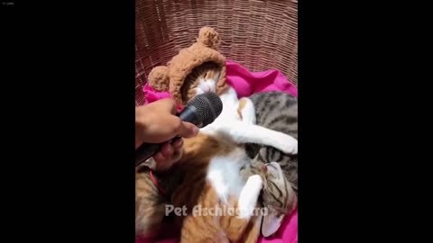 Dog and Cat Videos 6