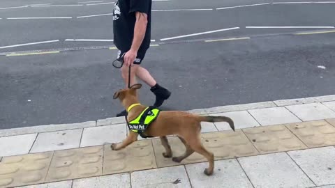 Environmental training with 3 months old puppy 🐾🐾