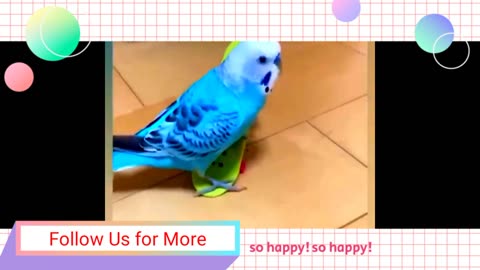 Funny birds #viral