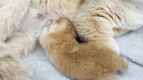 First day after birth - mother cat takes care and feeds of her golden newborn kitten