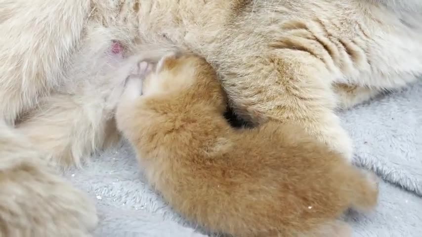 First day after birth - mother cat takes care and feeds of her golden newborn kitten