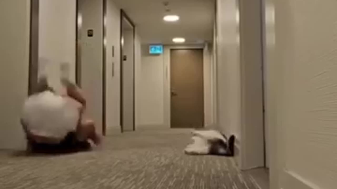funnyanimal#114