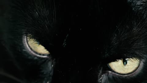 Black Cat With Yellow Eyes