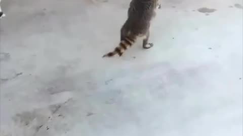 The end of funniest animals Memes😂🤣