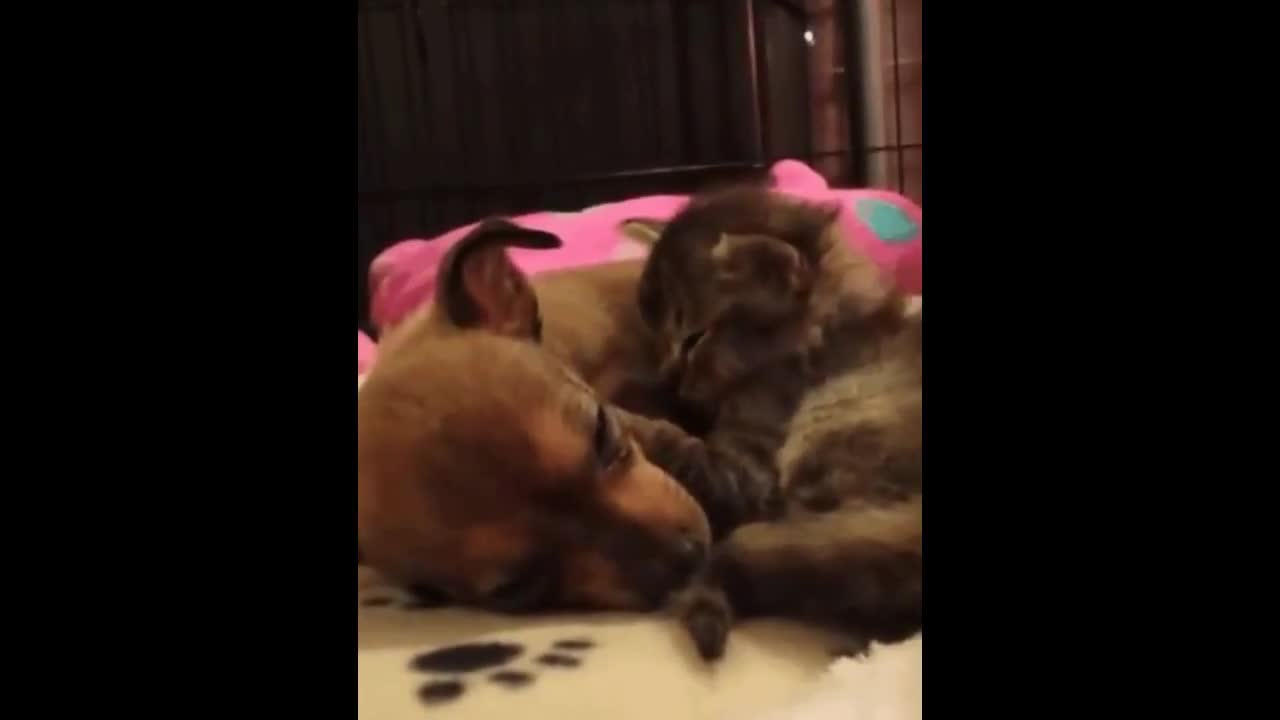 Cute puppies and kittens