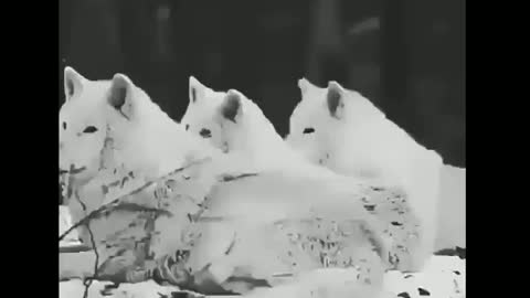 For the love of animals