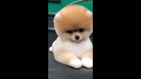 Cute Puppies Cute Funny And Smart Dogs Complication #11 Cute Baby. Hi Everybody, i am a Dog Lovers.