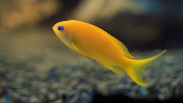 Yellow fish