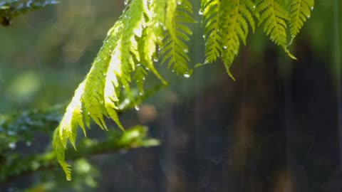 Rain is my favorite