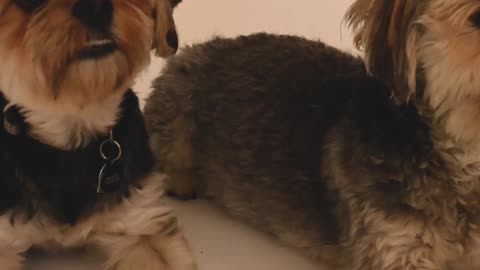 Dogs lovers