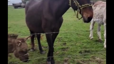 🐾 Watch this adorable moment