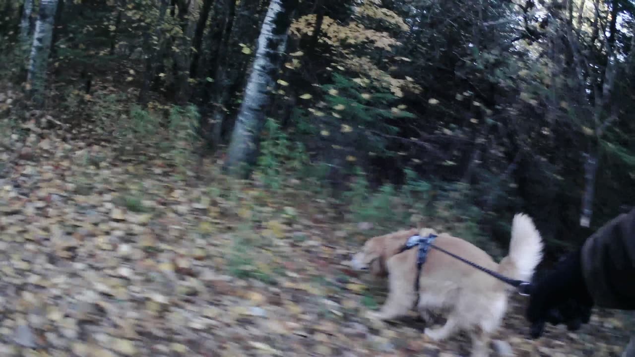 October 9th, 33º Flynn smells partridge takes me right to it.