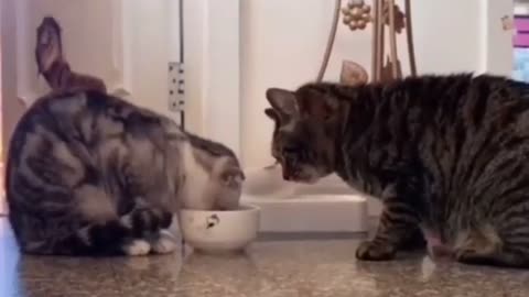 united kittens