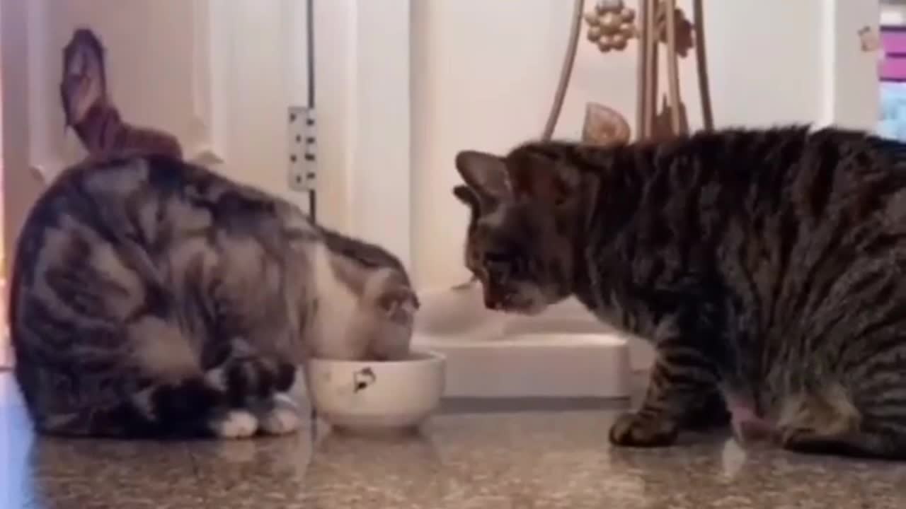 united kittens