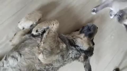 Dog and cat game