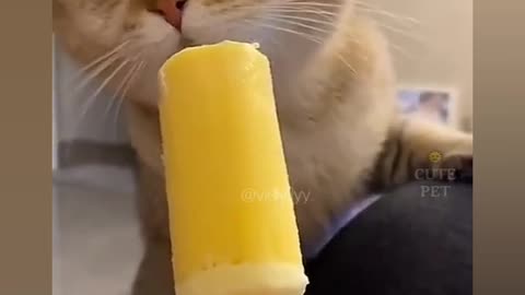 cute kitty..
