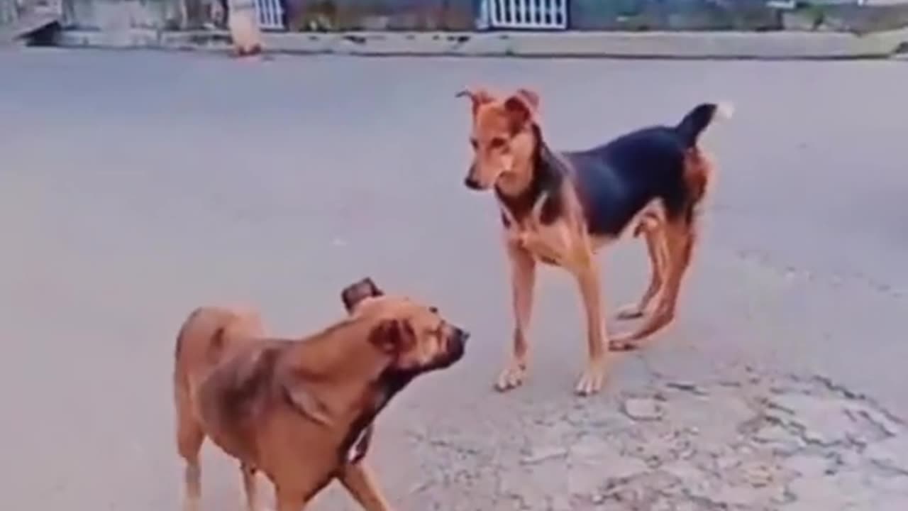 Funniest cats and dogs and monkeys video 2023