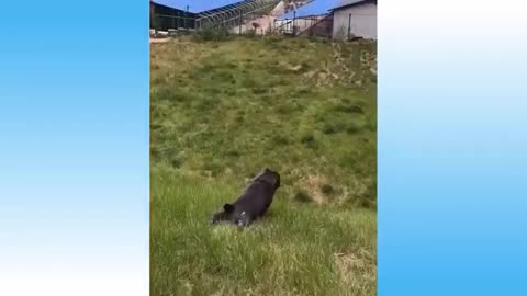 Funny Animals Videos