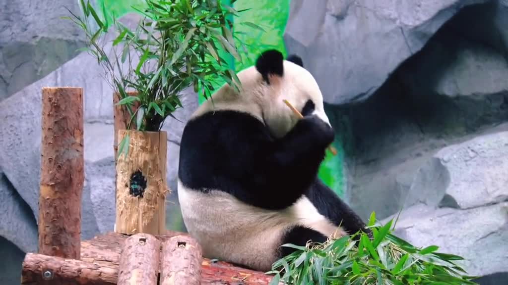 The giant panda