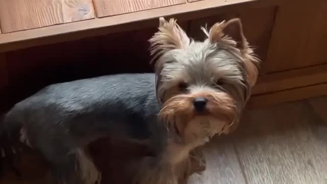 the dog is so lost