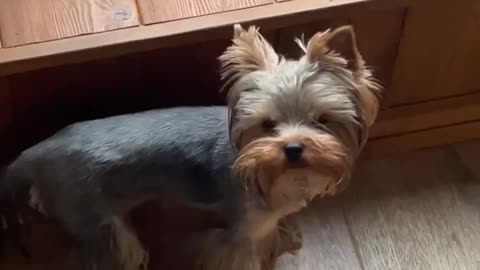 the dog is so lost