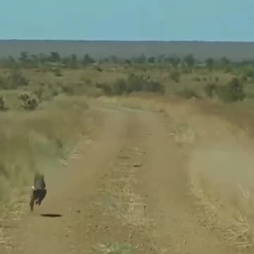 Lion and pig| amazing in jangal