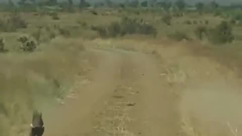 Lion and pig| amazing in jangal