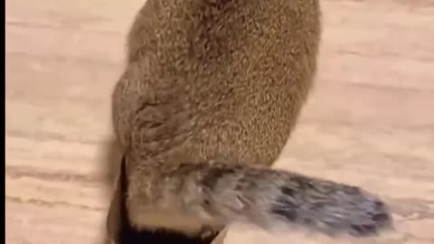 FUNNY FIGHT 🤣😂 CAT & DOG