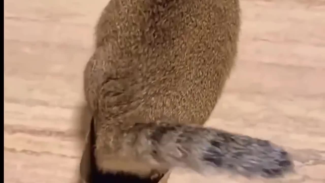 FUNNY FIGHT 🤣😂 CAT & DOG