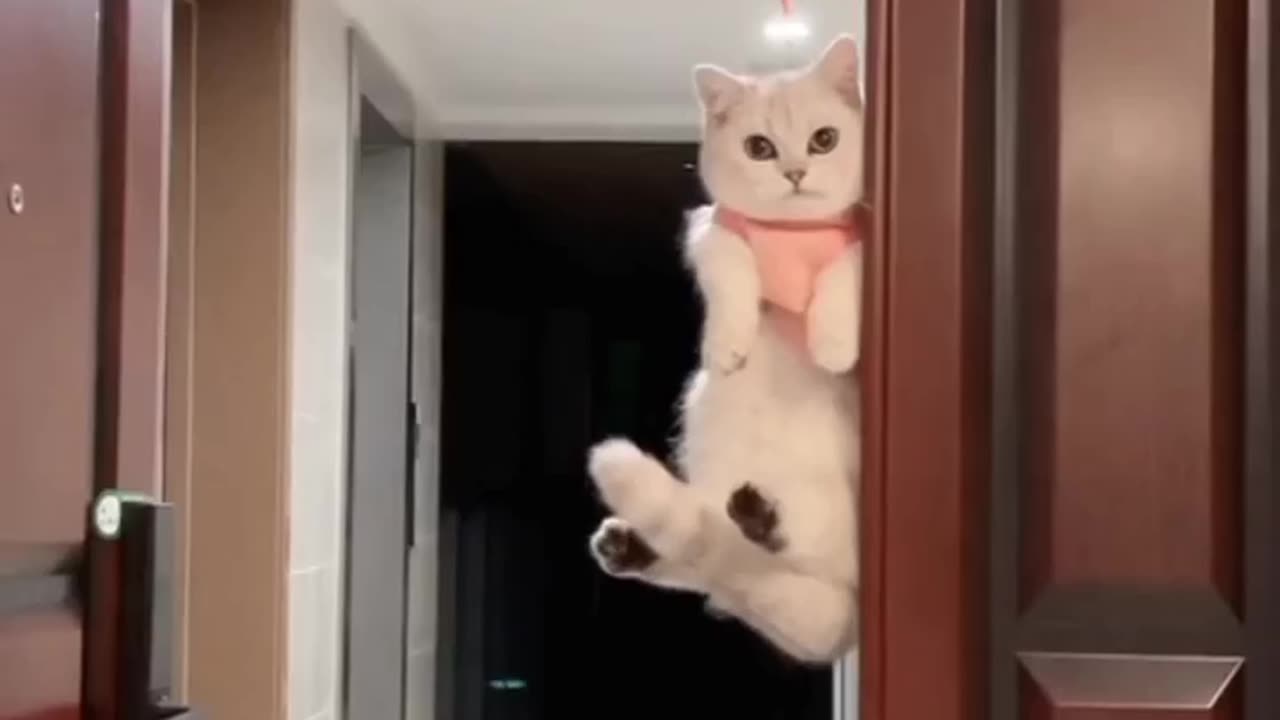 Cat going up with balloon 🤣 cat funny video 😂 short funny video...