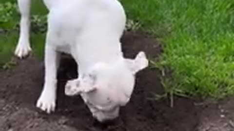 funny cats and animal video