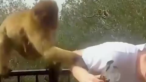 Cheeky and sassy monkeys 🐒