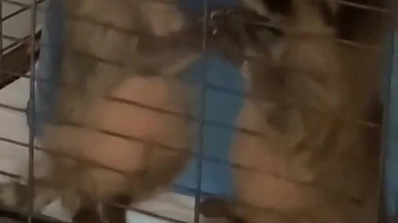 Cute baby raccoons
