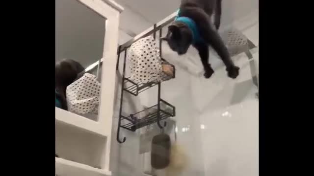 😂 LAUGH Non-Stop With These Funny Cats 😹 - Funniest Cats Expression Video 😇 - Funny Cats Life