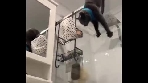 😂 LAUGH Non-Stop With These Funny Cats 😹 - Funniest Cats Expression Video 😇 - Funny Cats Life