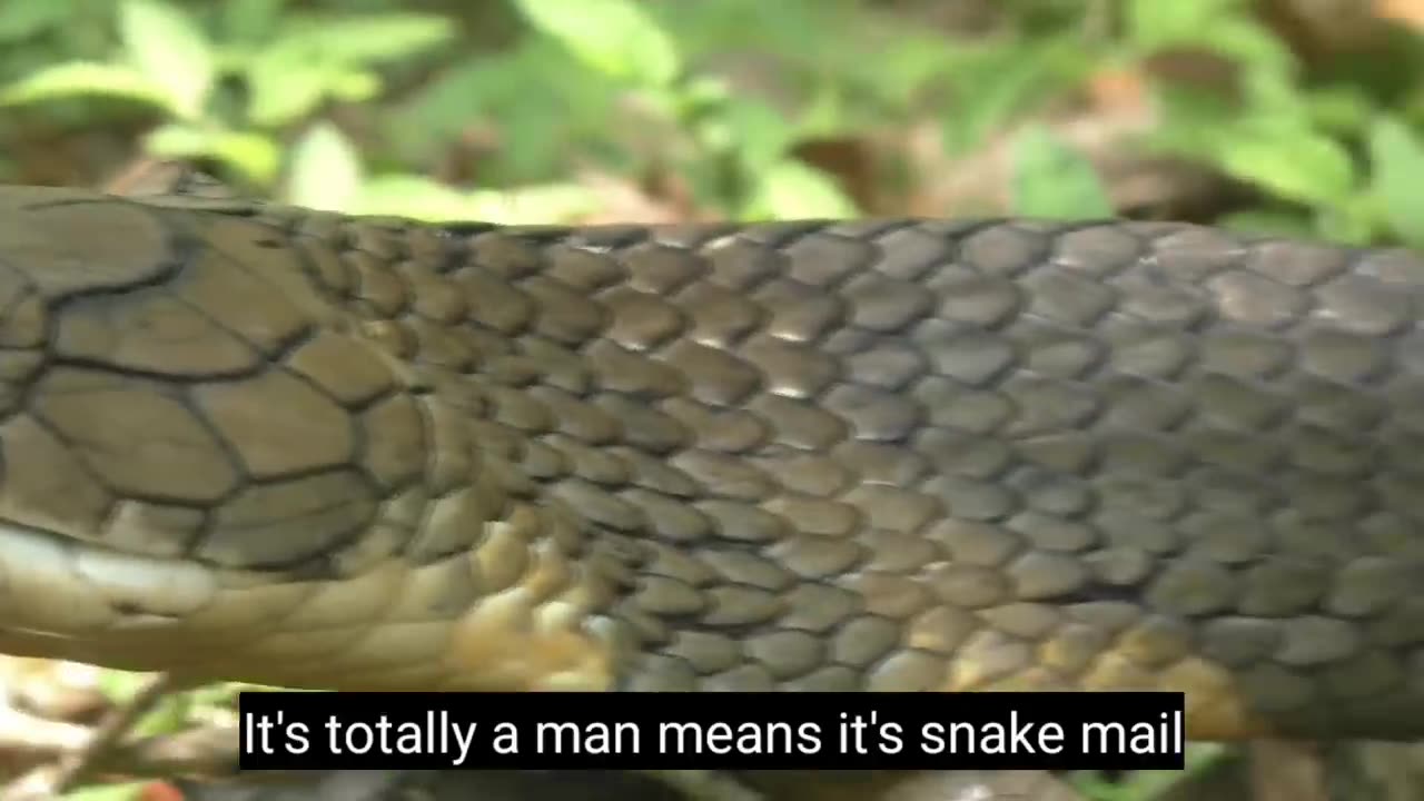KING COBRA RESCUE - Deadly Snake Part 2