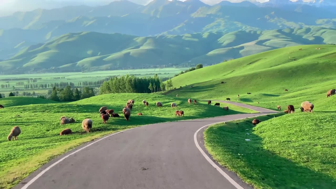 beautiful landscape with green grass and sheep