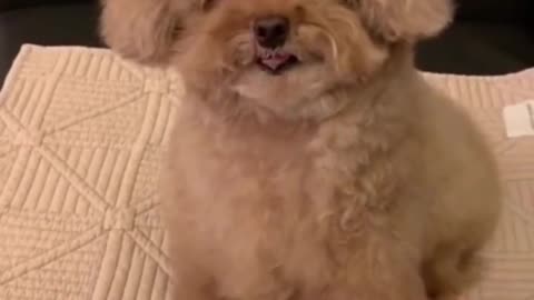 Exclusive treatment of unhappy dogs