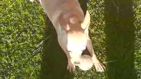 Gabby (Chihuahua)
