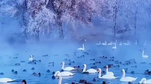Ducks are swimming