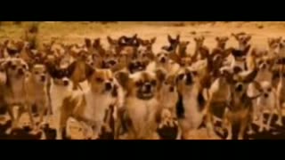 Chihuahua Nation