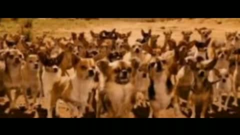 Chihuahua Nation