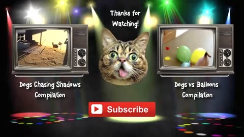 Funny Cats vs Balloons Compilation 2014 NEW HD